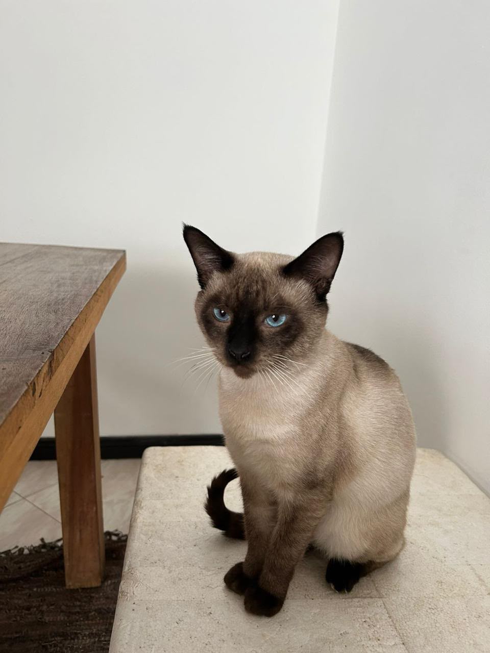 Gata Siamés Nube