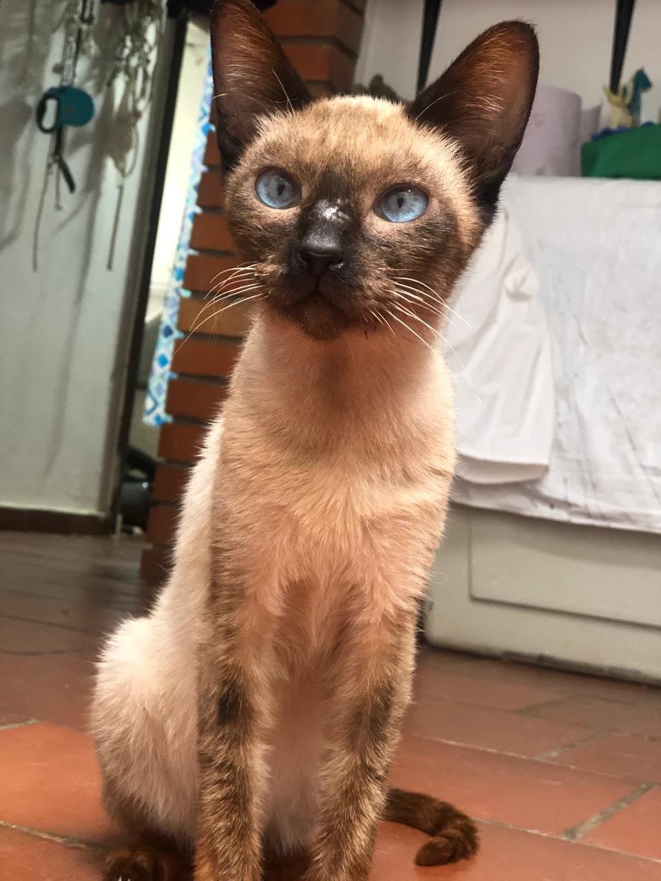 Gata siamés Luna