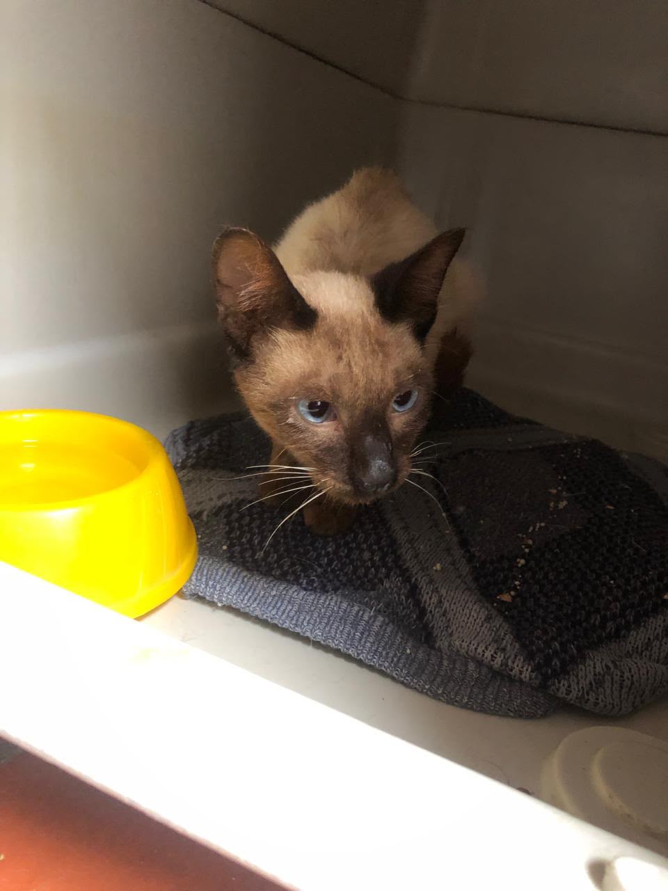 Gato siamés Blue