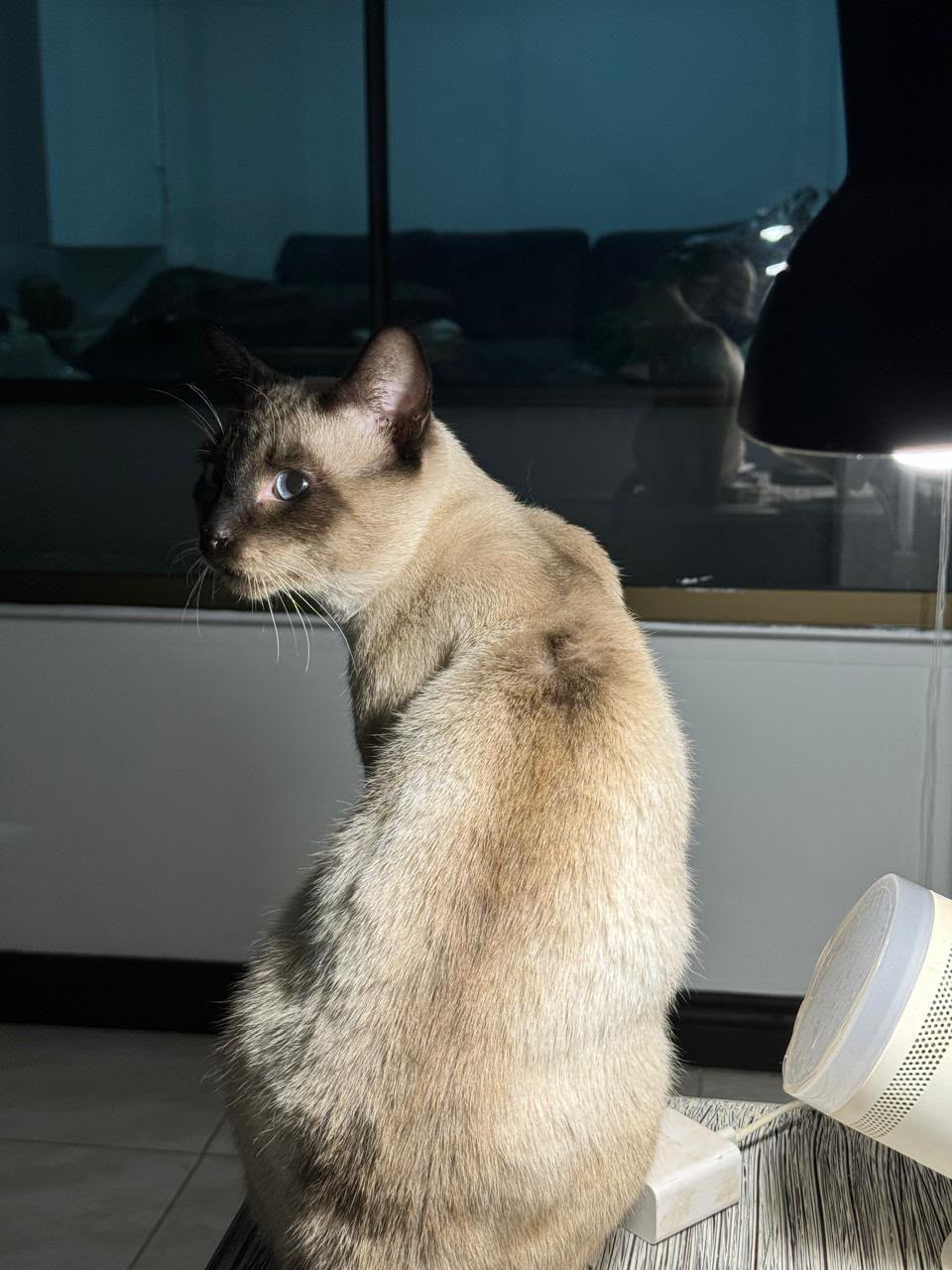 Gato siamés de perfil